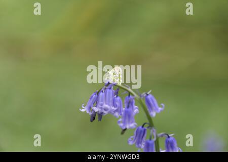 Pointe orange papillon sur un bluebell britannique natif Banque D'Images