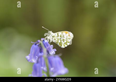 Pointe orange papillon sur un bluebell britannique natif Banque D'Images