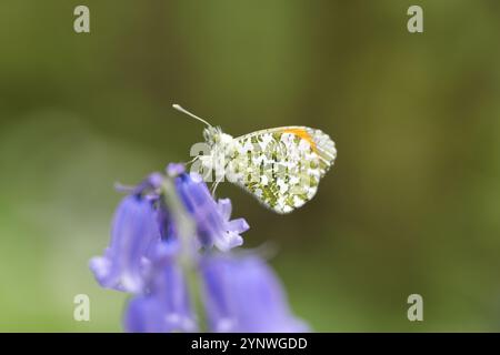 Pointe orange papillon sur un bluebell britannique natif Banque D'Images