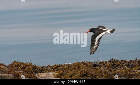 Oystercatcher eurasien (Haematopus ostralegus) volant, péninsule de Kintyre, Écosse Banque D'Images