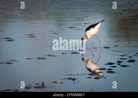 Pilotis (Himantopus leucocephalus), Sydney, Australie Banque D'Images