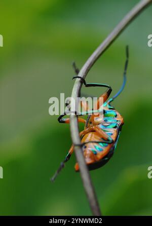 Coléoptère irisé en dessous sur une vrille de vigne de fruit de la passion rampant à l'envers dans un jardin arrière, gros plan macro photo Banque D'Images