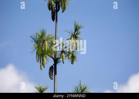 Pinus wallichiana (pin du Bhoutan) poussant au Bhoutan. Banque D'Images