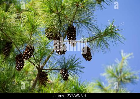 Pinus wallichiana (pin du Bhoutan) poussant au Bhoutan. Banque D'Images