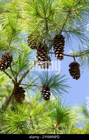 Pinus wallichiana (pin du Bhoutan) poussant au Bhoutan. Banque D'Images