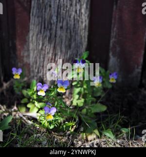 Wild Pansies Johnny Jump Up Flowers à côté de la clôture de jardin, poussant sauvage, rayon de soleil et clôture rustique en toile de fond Banque D'Images