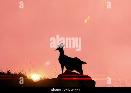 chèvre de montagne sur les rochers de montagne au coucher du soleil Banque D'Images