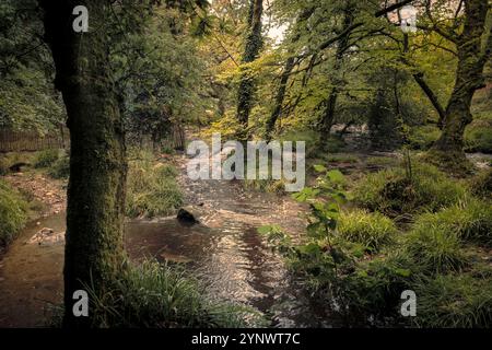 Golitha Falls. La rivière Fowey coule à travers l'ancienne forêt de Draynes Wood sur Bodmin Moor en Cornouailles au Royaume-Uni. Banque D'Images