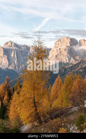 Un mélèze dans une forêt d'automne avec un tronc d'arbre ondulé et des montagnes alpines derrière Banque D'Images