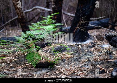 Régénération de la repousse des fougères de Bracken après un feu de brousse, Pteridium esculentum, écosystème forestier végétal indigène australien, île K'gari Fraser Banque D'Images