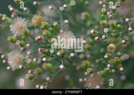 Conyza canadensis, ou paille de lit canadienne, gros plan de la paille de lit. Délicates fleurs moelleuses sur un fond flou en automne, octobre. Floral d'automne Banque D'Images