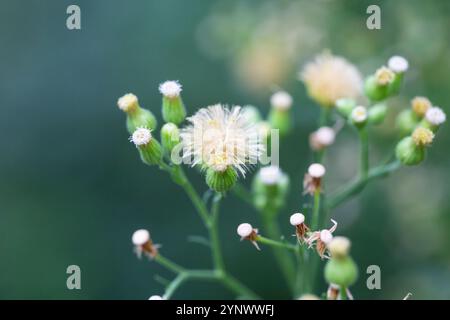 Conyza canadensis, ou paille de lit canadienne, gros plan de la paille de lit. Délicates fleurs moelleuses sur un fond flou en automne, octobre. Floral d'automne Banque D'Images