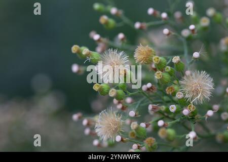 Conyza canadensis, ou paille de lit canadienne, gros plan de la paille de lit. Délicates fleurs moelleuses sur un fond flou en automne, octobre. Floral d'automne Banque D'Images