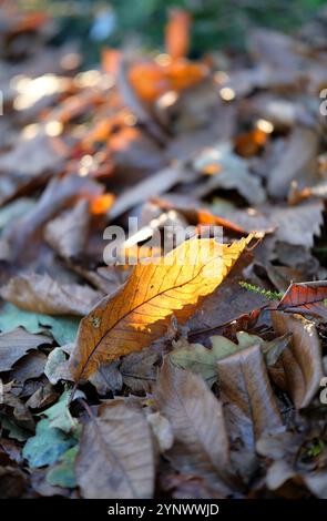 feuilles d'automne rétroéclairées sur le sol dans un cadre boisé Banque D'Images