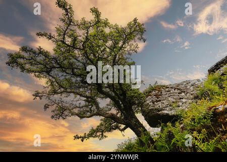 Un rocher de granit et un aubépine rongé par le vent (Crataegus monogyna), sur Bench Tor, près de Holne, Dartmoor National Park, Devon, grande-Bretagne. Banque D'Images