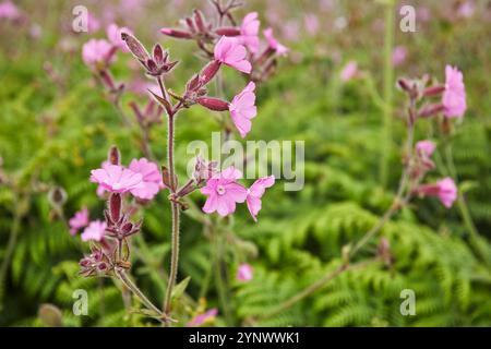 Campion rouge (Silene dioica) en fleur en été sur l'île de Skomer, au large de la côte du Pembrokeshire, pays de Galles, Grande-Bretagne. Banque D'Images