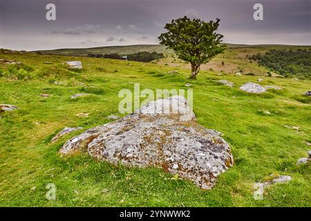 Un rocher de granit et un aubépine rongé par le vent (Crataegus monogyna), sur Bench Tor, près de Holne, Dartmoor National Park, Devon, grande-Bretagne. Banque D'Images