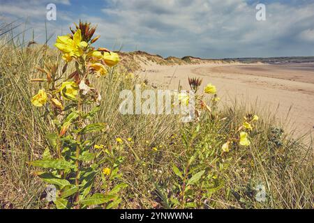 Les onagères (Oenothera biennis) en fleurs, sur des dunes de sable près de Crow point, l'estuaire de Taw et Torridge, près de Barnstaple, Devon, Grande-Bretagne. Banque D'Images