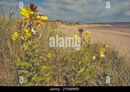 Les onagères (Oenothera biennis) en fleurs, sur des dunes de sable près de Crow point, l'estuaire de Taw et Torridge, près de Barnstaple, Devon, Grande-Bretagne. Banque D'Images