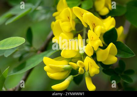 Caragana arborescens, le pois sibérien, ou caragana, est une espèce de légumineuse originaire de Sibérie et de certaines parties de la Chine Mongolie Kazakhstan. C'était Take Banque D'Images