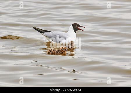 Goéland à tête noire (Chroicocephalus ridibundus) avec des poussins dans une colonie de reproduction sur l'île Brownsea, Poole Harbour, Dorset, Grande-Bretagne. Banque D'Images