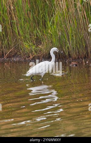 Une petite aigrette, Egretta garzetta, dans les marais de Brownsea Island, Poole Harbour, Dorset, Grande-Bretagne. Banque D'Images