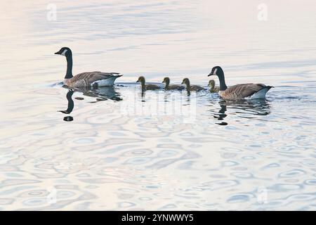 Une famille de bernaches du Canada (Branta canadensis) dans la réserve naturelle nationale de Ham Wall, près de Glastonbury, Somerset, Grande-Bretagne. Banque D'Images