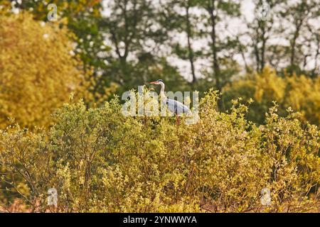 Un héron gris (Ardea cinerea), assis dans un arbre dans la réserve naturelle nationale de Ham Wall, près de Glastonbury, Somerset, Grande-Bretagne. Banque D'Images
