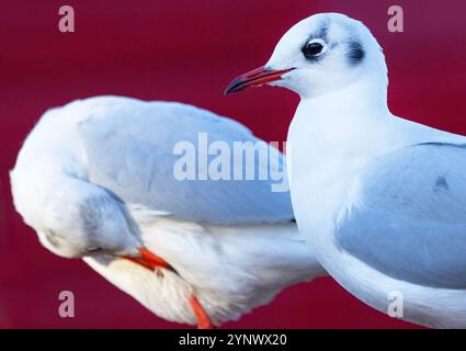 En hiver, le mouette à tête noire perd le plumage reproducteur et n'a que des plumes de couverture d'oreille noire sur la tête. Comme le printemps arrive de nouvelles plumes poussent Banque D'Images