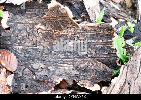 Écorce d'arbre infestée de coléoptères de l'écorce, galeries et pistes sinueuses simples sur un bois mort, forêt d'arbres dépéris, dommages à l'environnement Banque D'Images