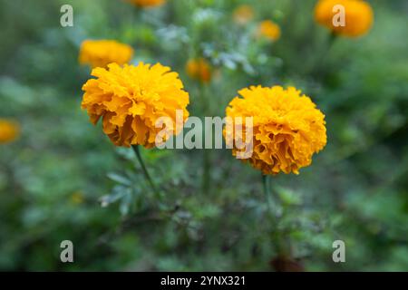 Fleurs de souci jaune (Tagetes erecta) poussant dans le jardin, Ubud, Bali, Indonésie. Banque D'Images