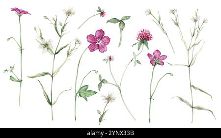 Aquarelle dessinée à la main illustration botanique forêt rose Géranium et trèfle rouge (trifolium). Ensemble de fleurs violettes et blanches de plante sauvage de prairie et Banque D'Images
