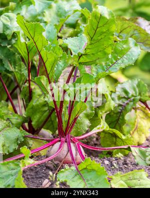 Betteraves avec haulm luxuriant dans le sol dans le lit. Récoltez les légumes. Jardinage à domicile Banque D'Images