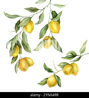 Cadre carré citron fruits. Illustration à l'aquarelle dessinée à la main de la frontière avec des branches d'agrumes sur fond isolé blanc. Dessin avec des fruits tropicaux Banque D'Images