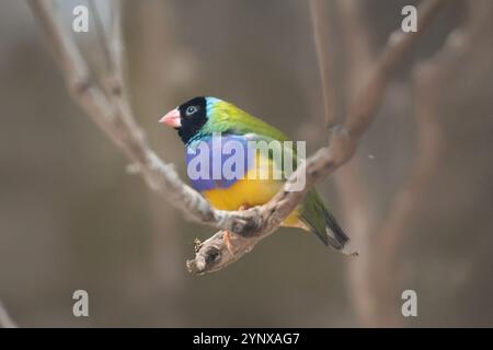 le finch gouldien est un oiseau coloré Banque D'Images