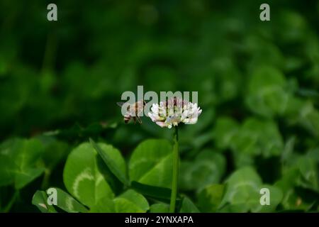 Abeille approchant la fleur blanche au milieu de l'herbe verte luxuriante Banque D'Images