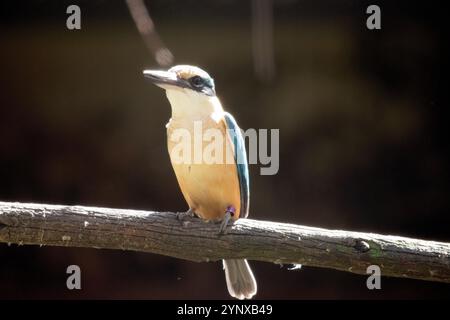 Le kingfisher est un oiseau de la taille d'un moineau qui a le profil typique de kingfisher à queue courte et à grosse tête ; il a des parties supérieures bleues, des parties inférieures blanches et un L. Banque D'Images