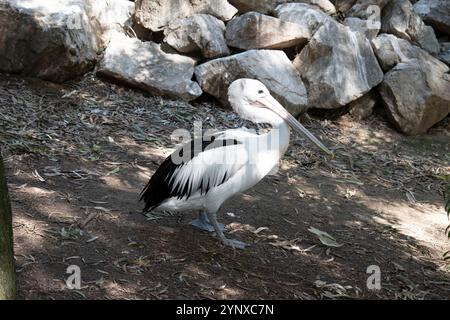 Les pélicans australiens sont l'un des plus grands oiseaux volants. Ils ont un corps et une tête blancs et des ailes noires. Ils ont un grand projet de loi rose. Banque D'Images