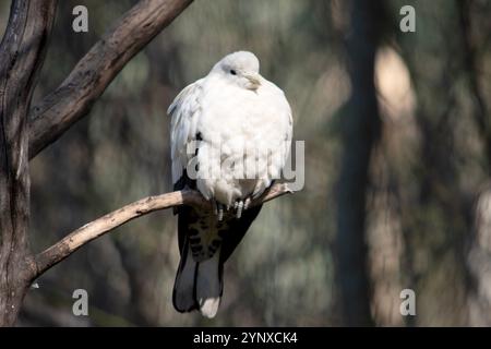 Le pigeon Torresian Imperial Pigeon est tout blanc avec des extrémités d'aile noires Banque D'Images