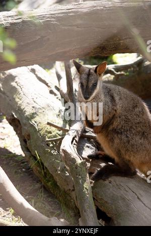 Le rocher wallaby à queue brisée méridionale a une longue queue sombre caractéristique qui est plus ardue vers la pointe. Banque D'Images