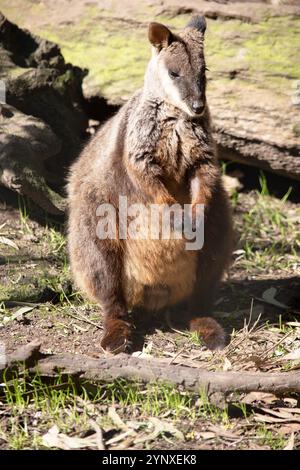 Le rocher wallaby à queue brisée méridionale a une longue queue sombre caractéristique qui est plus ardue vers la pointe Banque D'Images