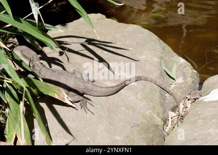 Le Dragon d'eau peut être identifié par une tête angulaire distinctement profonde et la crête nucale des écailles spineuses qui rejoint la crête vertébrale prolongeant l'OD Banque D'Images