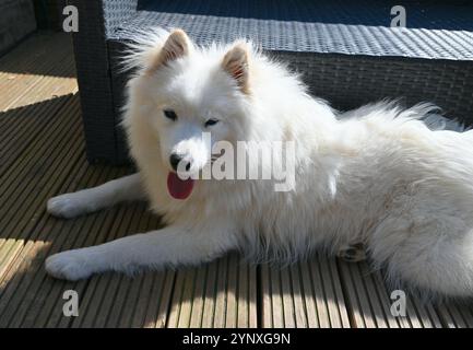 Chien Samoed avec fourrure blanche gros plan. Banque D'Images