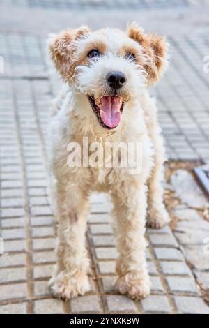 'Un chien de fil de renard terrier à fourrure blanche et brun clair, aux oreilles tombantes et au museau moelleux, se tient sur un sol carrelé, la bouche ouverte et la langue Banque D'Images