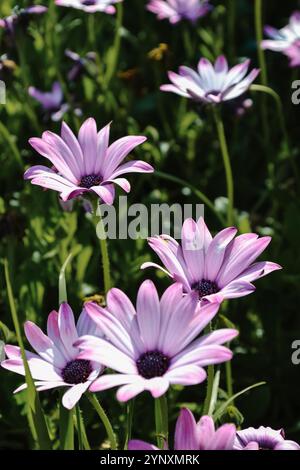 Marguerites africaines naturellement cultivées dans le jardin anglais dans le sud de l'Angleterre, marguerites roses et blanches (Osteospermum) Banque D'Images