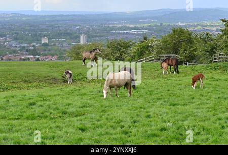 Belle image de chevaux et de jeunes poulains dans un champ à Werneth Low, Stockport, Cheshire à la fin du printemps. La vue est tournée vers Hyde et Denton. Banque D'Images