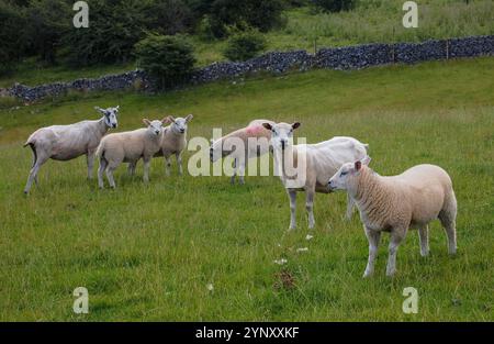 Un gros plan bien ciblé de deux moutons tondus et de quatre agneaux plus âgés dans un champ dans les Yorkshire Dales. Pittoresque avec des arbres, un mur de pierre sèche et pâturages. Banque D'Images