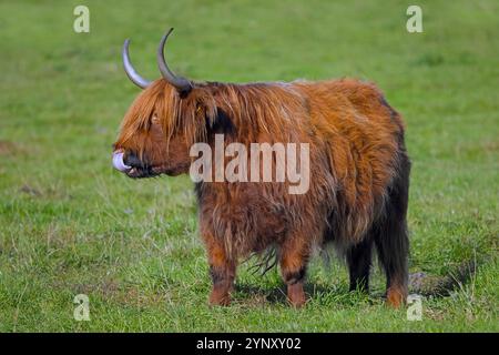 Highland Bull, race écossaise de bétail rustique cueillant nez avec langue dans la prairie / pâturage Banque D'Images