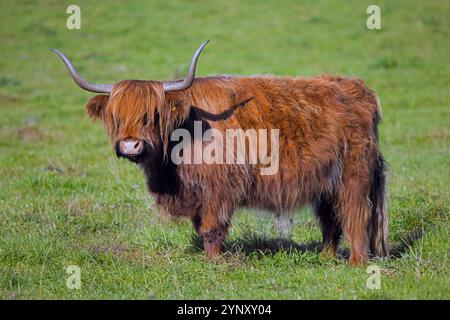 Highland Bull, race écossaise de bovins rustiques originaire des Highlands et des îles occidentales d'Écosse, debout dans les prairies / pâturages Banque D'Images