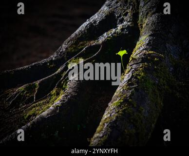 Gros plan d'une plante poussant sur les racines d'un arbre dans une forêt, États-Unis Banque D'Images